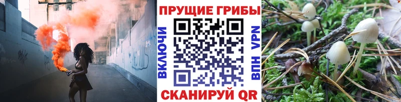 Псилоцибиновые грибы Psilocybe Балахна